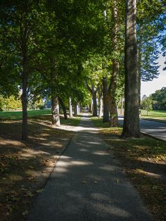 a tree lined path in the middle of a park with lots of trees lining both sides