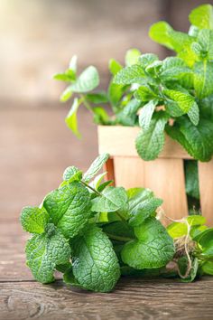 fresh mint plants in a wooden box on a table