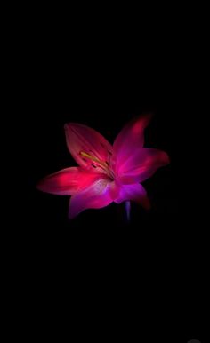 a pink flower is lit up in the dark