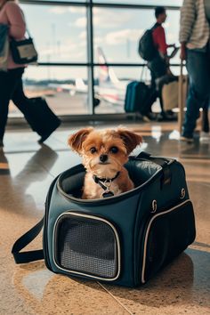 a small brown dog sitting in a black carrier at an airport with people walking by