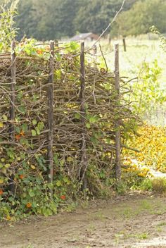 an animal that is standing in the dirt near a fence with vines and flowers on it