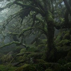 moss covered trees in the middle of a forest