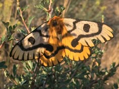 a yellow and black butterfly sitting on top of a plant