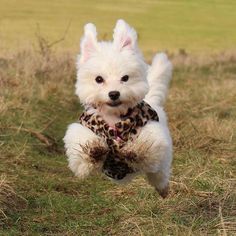 a small white dog jumping in the air with a stuffed animal on it's back