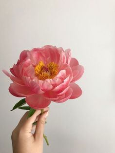 a hand holding a pink flower with yellow stamen and green leaves in front of a white wall