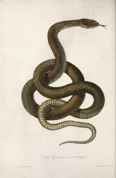 a drawing of a snake on a white background