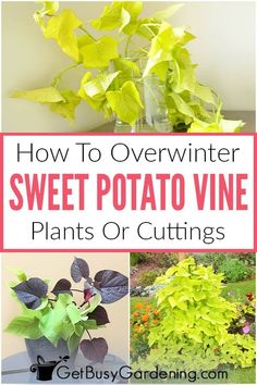 how to overwinter sweet potato vine plants or cuttings