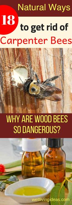 an image of the benefits of carpenter bees and how to use them in your garden