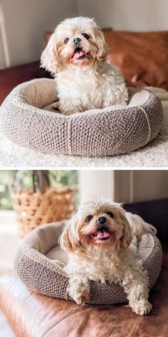 a dog in a crocheted dog bed Crochet Vs Knit, Modern Dog Bed, Dog Bed Modern