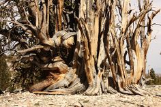 a group of trees that have been cut down and are standing in the dirt with no leaves on them