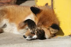 a brown and white dog laying on the ground next to a yellow pole with its head resting on it's paws