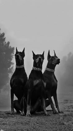 three large dogs sitting on top of a grass covered field with trees in the background