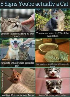 several different types of cats with caption in spanish