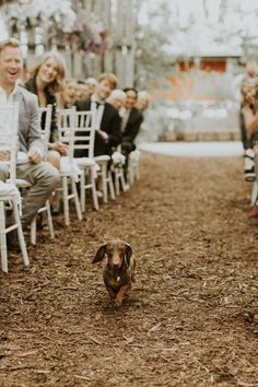 a dog running down the aisle at a wedding