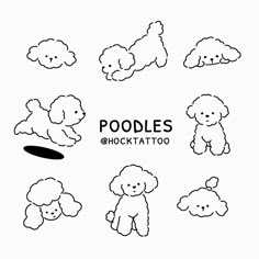 the poodles are all different shapes and sizes