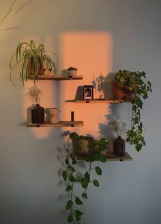 three wooden shelves with plants on them against a white wall in the evening sun light