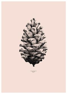 a black and white drawing of a pine cone on a light pink background with the words,