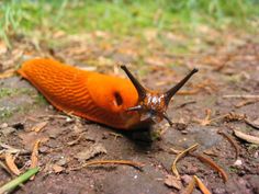 an orange slug crawling on the ground