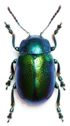 a green and blue beetle sitting on top of a white surface