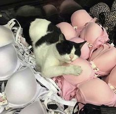 a black and white cat laying on top of an assortment of bras