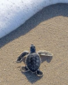 a baby turtle crawling on the sand at the beach