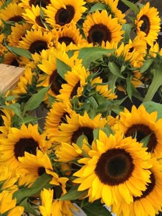 a bunch of sunflowers that are in a vase