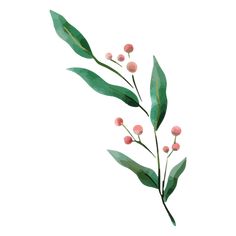 Plant watercolor nature delicate drawing PNG Design Ad Drawing, Graphic Clothes, Plant Watercolor, Watercolor Nature, Drawing Png, Design Festival, Watercolor Plants, Festival Design, Png Design