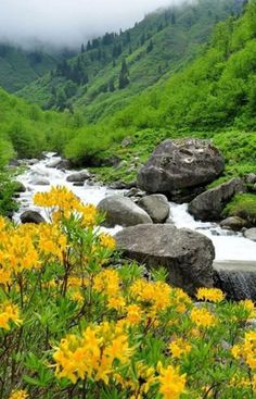 yellow flowers and rocks in the middle of a stream