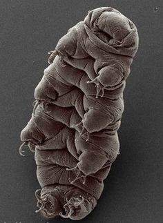 an image of a bed bug on a black background