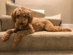 a brown dog laying on top of a set of stairs next to a wall and carpeted floor