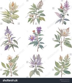 watercolor flowers and leaves on white background stock photo edit now for free printable