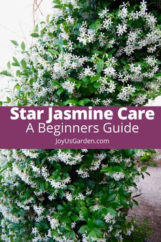 star jasmine care for beginners guide