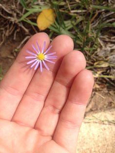 a hand holding a tiny purple flower in it's palm