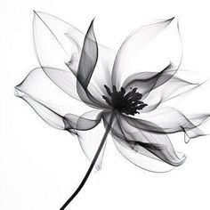 a black and white photo of a flower on a white background with long thin lines