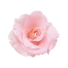 a pink rose with water droplets on it's petals is shown in front of a white background