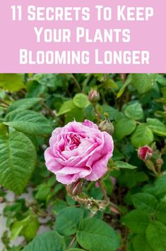 a pink rose with the words 11 secrets to keep your plants blooming longer