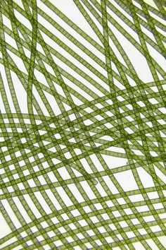 an abstract pattern made up of green strips