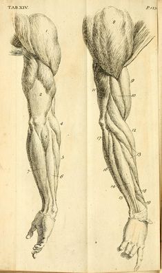 an old drawing shows muscles in the back and side view, as well as on the upper half of the arm