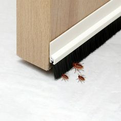 two brown bugs crawling on the side of a wooden door handle and flooring brush