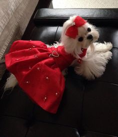 a small white dog wearing a red dress