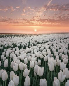 a field full of white tulips with the sun setting in the distance behind them