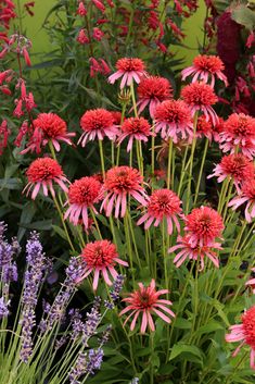 red and pink flowers are in the garden