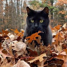 a black cat is sitting in the leaves