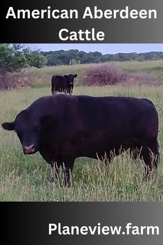 two black cows standing in a field with the caption american aberdien cattle