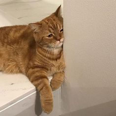 an orange cat laying on top of a white counter