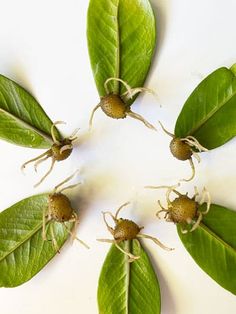 four green leaves with small brown bugs on them, arranged in the shape of a star