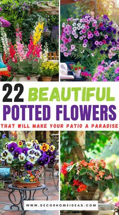 beautiful potted flowers that will make your patio a paradise