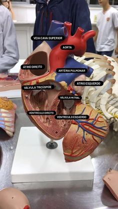 a model of the human heart on display in a room with other people around it