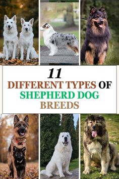 different types of shepherd dog breeds are featured in this collage with the words, 11 different types of shepherd dog breeds