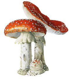 two red and white mushrooms sitting on top of each other